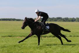 Lot  219 TIG0552Tattersalls