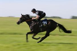 Lot  221 TIG0581Tattersalls