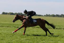 Lot  223 TIG1061Tattersalls