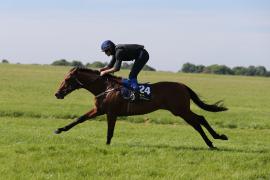 Lot  224 TIG0601Tattersalls