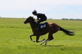 Lot  225 TIG2296Tattersalls