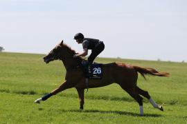 Lot  226 TIG1400Tattersalls