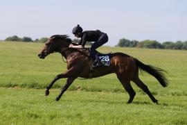 Lot  228 TIG0396Tattersalls