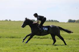 Lot  230 TIG1852Tattersalls