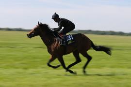 Lot  231 TIG1433Tattersalls