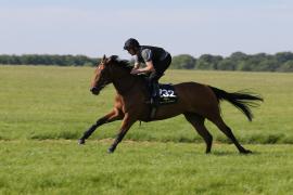 Lot  232 TIG0362Tattersalls