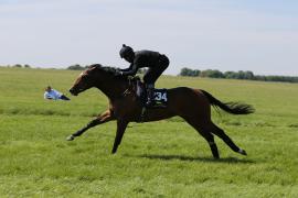 Lot  234 TIG1073Tattersalls