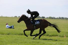 Lot  235 TIG1789Tattersalls