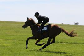 Lot  236 TIG1797Tattersalls