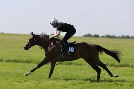 Lot  238 TIG1160Tattersalls