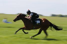 Lot  239 TIG1421Tattersalls