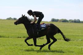 Lot  240 TIG2571Tattersalls