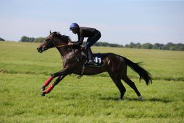 Lot  241 TIG0251Tattersalls