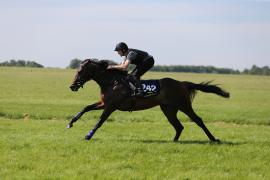 Lot  242 TIG0843Tattersalls