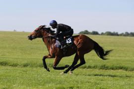 Lot  243 TIG0053Tattersalls