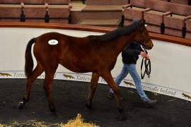 Tattersalls NNH 24 - 244 Westerner