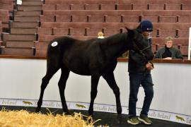 Tattersalls NNH 24 - Lot  264 Harzand