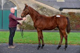 Tattersalls NNH 24 - Lot  277 Walk In The Park