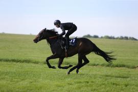 Lot  31 TIG0306Tattersalls