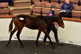 Tattersalls NNH 24 - Lot  321 Diamond Boy 