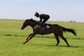 Lot  32 TIG0646Tattersalls