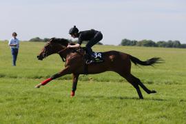 Lot  34 TIG0855Tattersalls