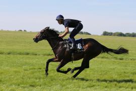 Lot  36 TIG0380Tattersalls