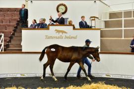 Tattersalls NNH 24 - Lot  389 Walk In The Park