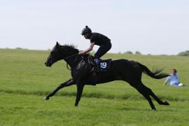 Lot  39 TIG0967Tattersalls