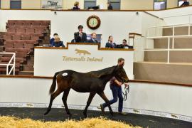 Tattersalls NNH 24 -  Lot  406 Crystal Ocean 