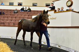 Tattersalls NNH 24 - Lot  406 Crystal Ocean