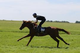 Lot  40 TIG1741Tattersalls