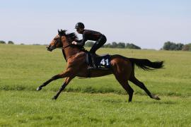 Lot  41 TIG0271Tattersalls