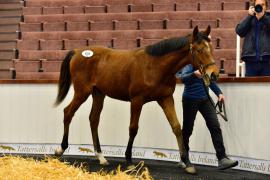 Tattersalls NNH 24 - Lot  436 Santiago