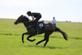 Lot  43 TIG2488Tattersalls