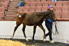 Tattersalls NNH 24 - Lot  448 Blue Bresil