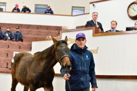 Tattersalls NNH 24 - Lot  448 Blue Bresil 