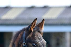 Tattersalls NNH 24 - Lot  448 Blue Bresil 