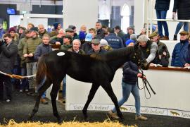 Tattersalls NNH 24 - Lot  463 Poets Word