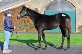 Tattersalls NNH 24 - Lot  463 Poets Word