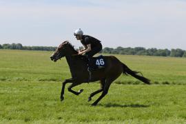 Lot  46 TIG1538Tattersalls