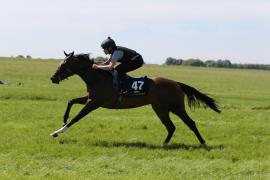 Lot  47 TIG1814Tattersalls