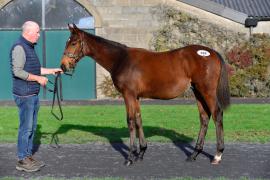 Tattersalls NNH 24 - Lot  488 Jukebox Jury