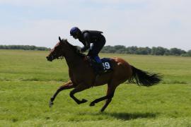 Lot  49 TIG2272Tattersalls