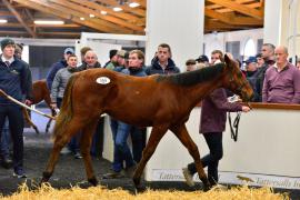 Tattersalls NNH 24 - Lot  509 Walk In The Park 