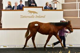 Tattersalls NNH 24 - Lot 509 Walk In The Park