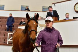 Tattersalls NNH 24 - Lot  509 Walk In The Park