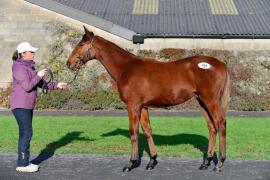 Tattersalls NNH 24 - Lot  509 Walk In The Park