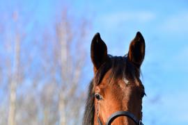 Tattersalls NNH 24 - Lot  509 Walk In The Park 