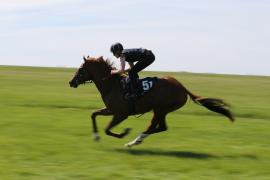 Lot  51 TIG1529Tattersalls